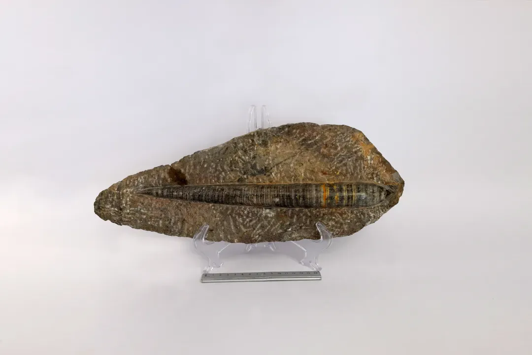 Teca 32