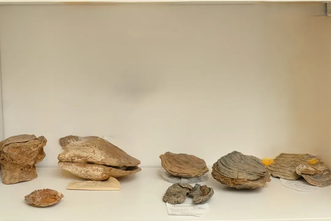 Teca 34