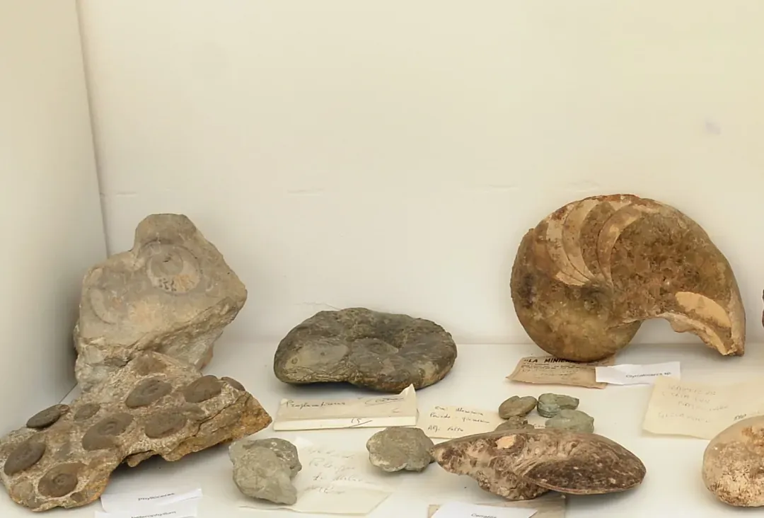 Teca 36