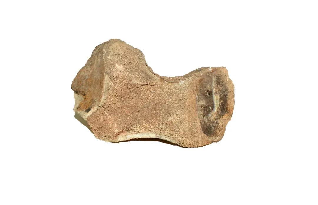 Teca 10