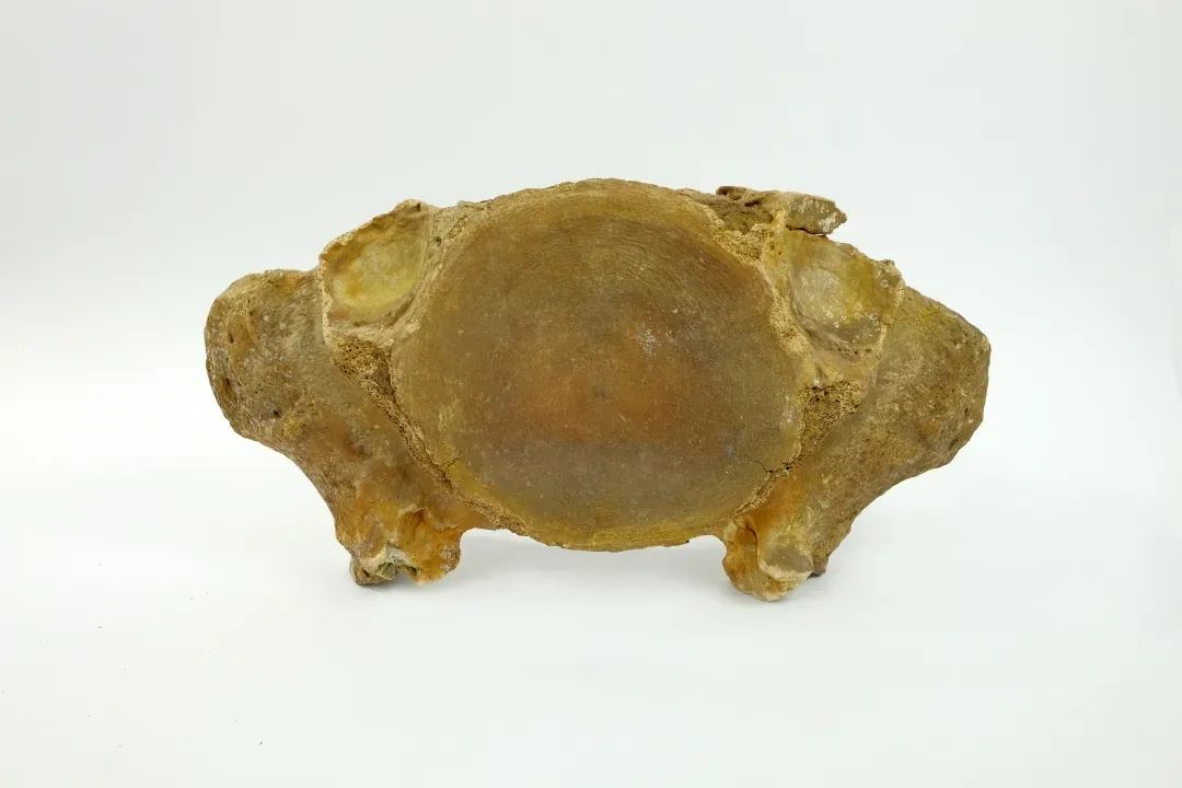 Teca 11