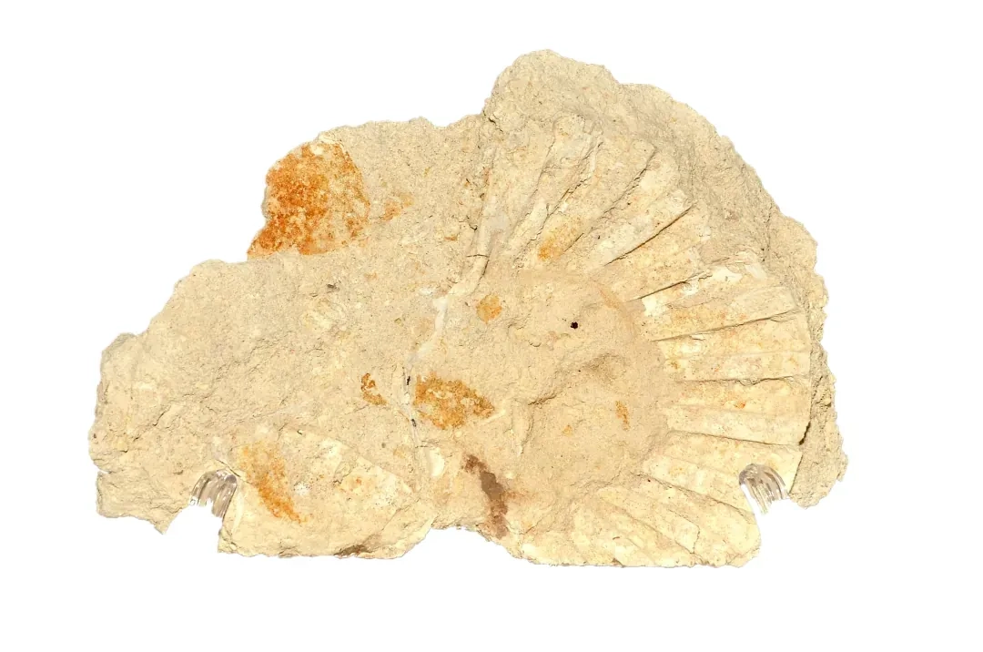 Teca 17