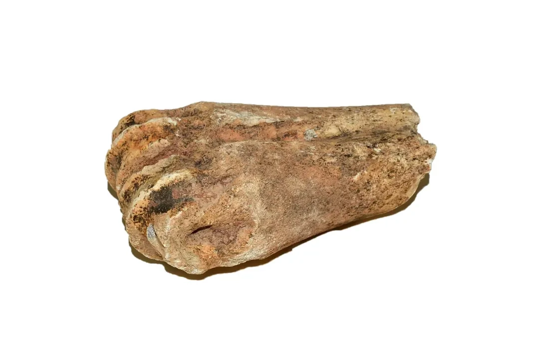 Teca 25