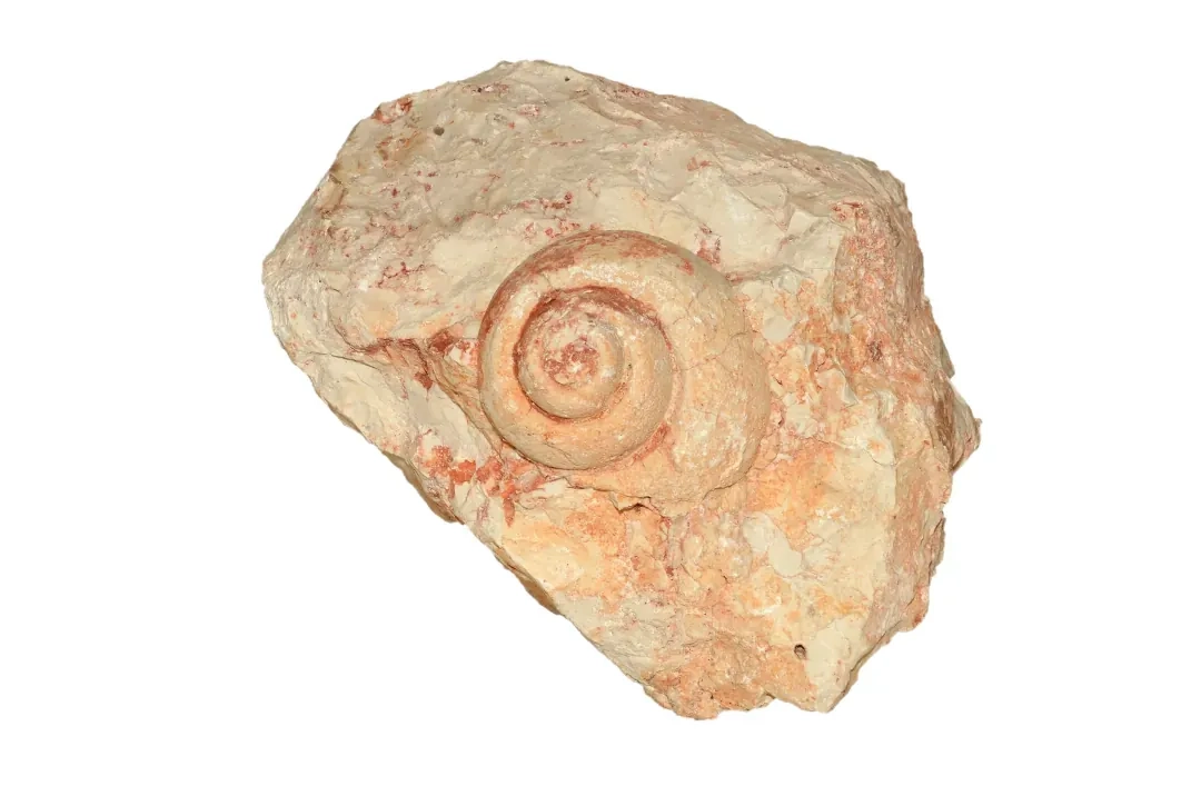 Teca 27