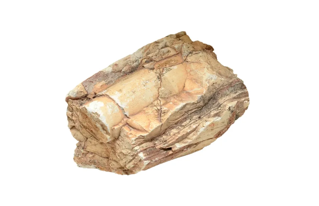 Teca 8
